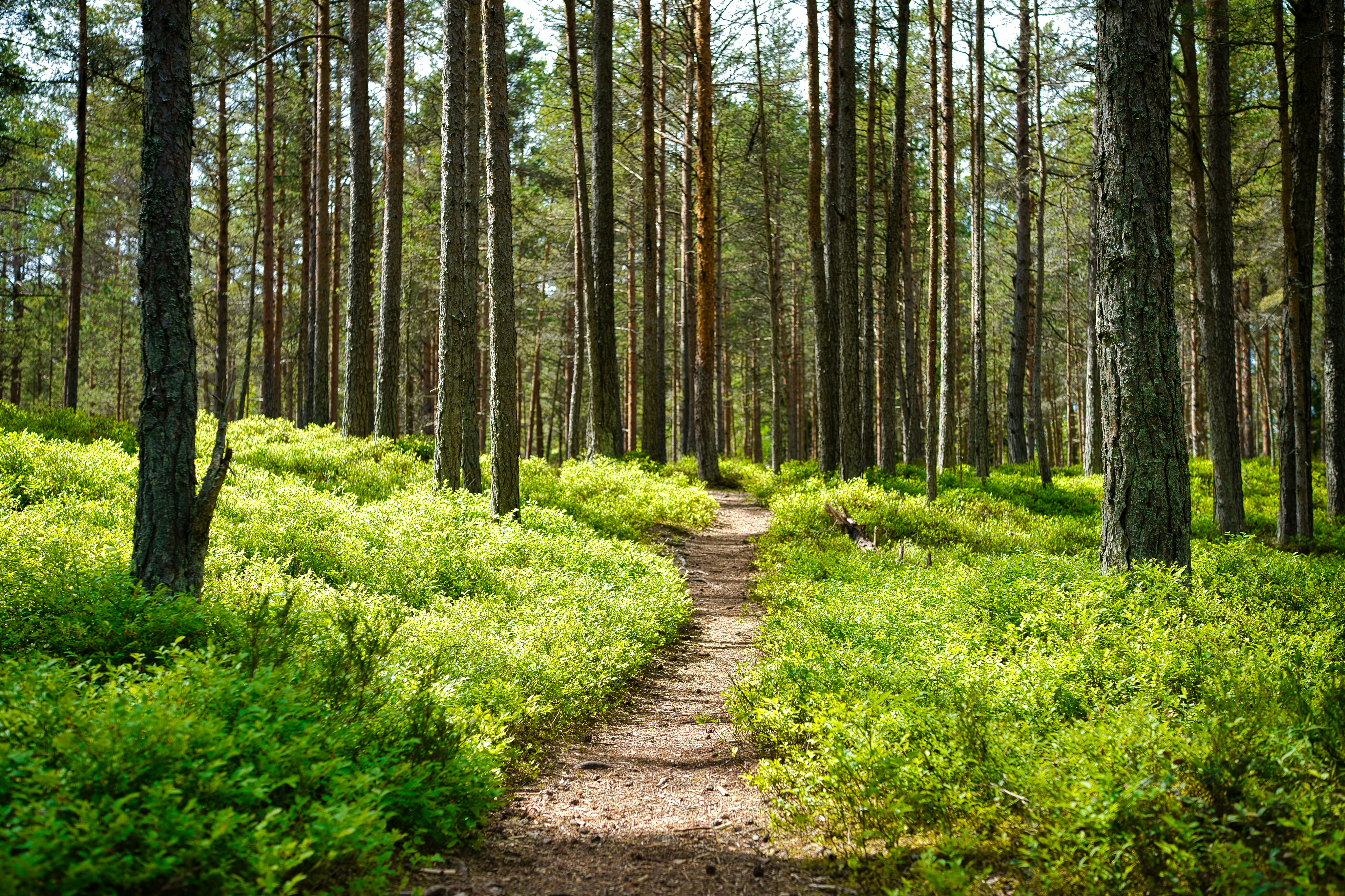 Beautiful natural landscape with hiking trails and outdoor adventure